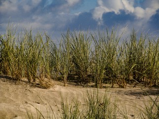 D&uuml;nengras, Ostsseed&uuml;nengras, Ostseek&uuml;ste, Strandhafer, Meeresbiotop, 