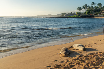 A pair of monk seal taking a nap on the crowded Poipu Beach, Koloa, Kauai