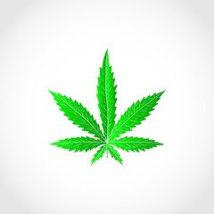 Cannabis. Sheet. Sketch. Color. Logo, sign, symbol.
