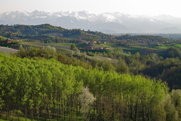 Fototapeta na wymiar The vineyards and fields of the Piemonte wine region of northern Italy near Monforte d'Alba.