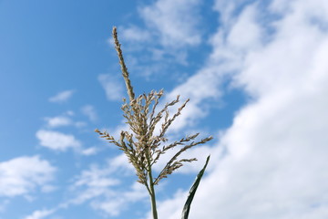 The inflorescence of corn is on the background of a beautiful sky in a sunny day.