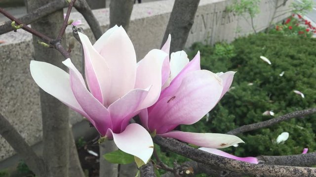 Close up of a Chinese Magnolia Tree or Tulip Tree in Toronto Ontario Canada