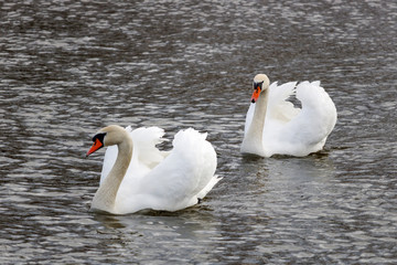 Naklejka premium Two beautiful white swans swimming on the river surface