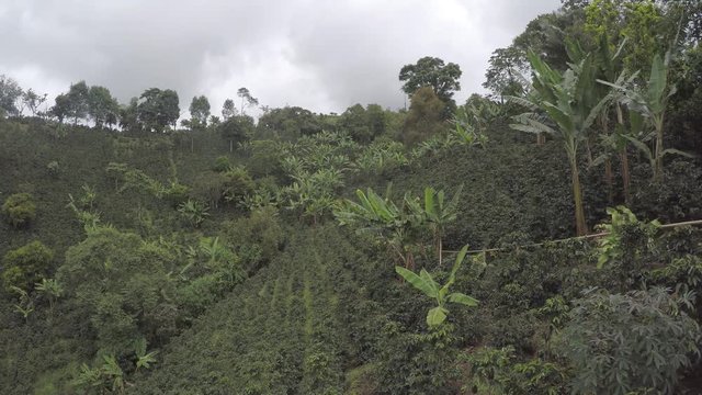 Kolumbien Kaffeplantage in Salento gefilmt in Protune f&uuml;r nachtr&auml;glliche Farbkorrektur optimal 4k