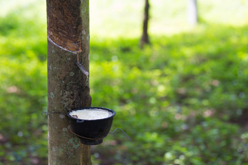 rubber latex collected in a bowl from rubber tree.