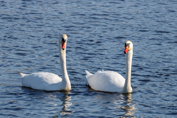 Couple of beautiful white swans swimming on the blue water surface