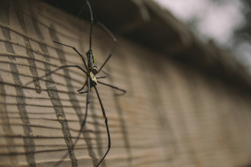 mountain spider