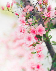 Obraz na płótnie Canvas Beautiful bright pink flowers with background. Summer flower.