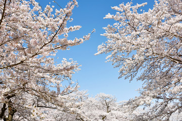 Fototapeta premium Cherry blossoms in full bloom