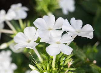 Beautiful bright white flowers with background. Summer flower.