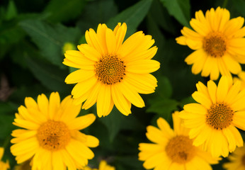 Beautiful bright yellow flowers with background. Summer flower.