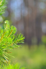 Spring Forest. Blurred background. Green young pine branch.
