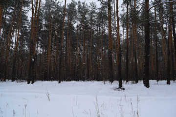 Fabulous pine winter forest. Nature snow and plants.