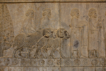 Bas-relief  depicts ambassadors, bearing gifts to the king. Ancient relief on the wall of the ruined city of Persepolis. Iran.