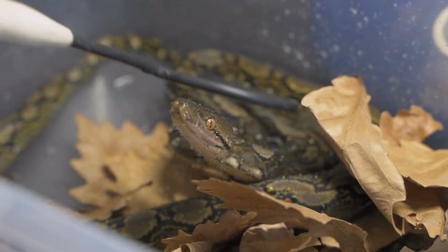 4k UHD Python reticulatus, also known as the (Asiatic) reticulated python
