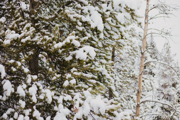 Beautiful Calm and Peaceful Frozen Cold Winter Season Snow in Breckenridge Colorado Landscape Scene of Fir Pine Trees in Outdoor Nature Forest Isolated by Mountains Landscape Background 