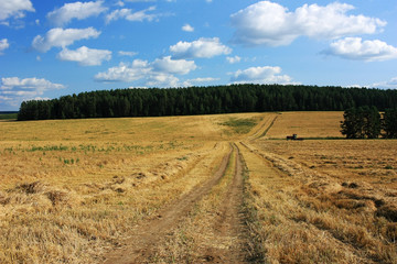 Fototapeta premium Country road in a wheat field