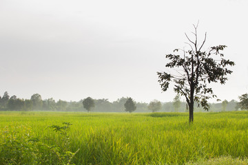 Tree in rice field and fog in the morning  at countryside ,Thailand