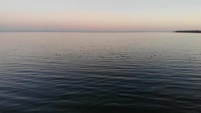 Aerial view flying across the sea in Nyk&radic;&prod;bing Bugt with swimming and flying seabirds in a beautiful sunset