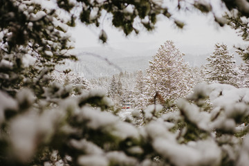 Beautiful Calm and Peaceful Frozen Cold Winter Season Snow in Breckenridge Colorado Landscape Scene of Fir Pine Trees in Outdoor Nature Forest Isolated by Mountains Landscape Background 