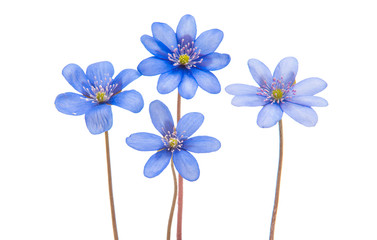 Hepatica nobilis