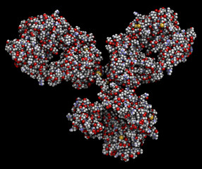 IgG1 monoclonal antibody (immunoglobulin). Many biotech drugs are antibodies. 3D rendering based on protein data bank entry 1igy. Space-filling model with conventional color coding.