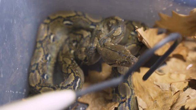 4k UHD Python reticulatus, also known as the (Asiatic) reticulated python