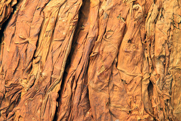 Fototapeta premium tobacco leaves
