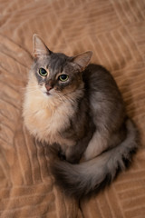 Somali cat blue color at home sitting on sofa