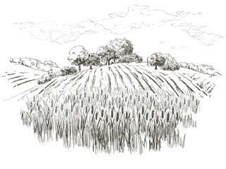 Rural landscape field wheat. Hand drawn vector Countryside landscape engraving style illustration. © mozart3737