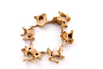 Bones in a white background