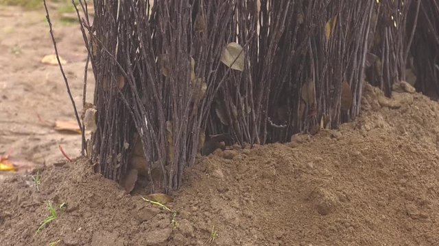 One year cultivar fruit tree labeled rootstock with open root system. Clone stock seedlings. Planting material. Growing fruit tree seedlings. Stock with root system. Stock for seed crops.