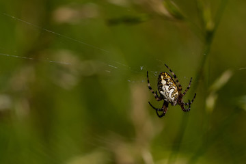 Eichblatt Spinne