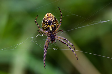 Eichblatt Spinne