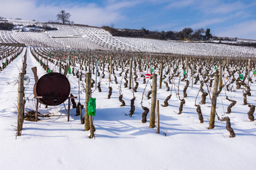 vignes enneigées