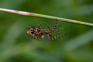 Eichblatt Spinne