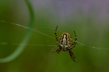 Eichblatt Spinne