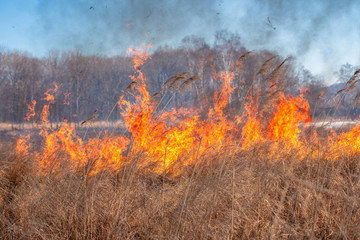 A strong fire spreads in gusts of wind through dry grass