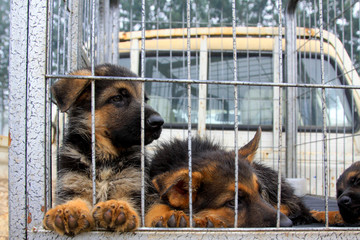 Pet dogs in cage
