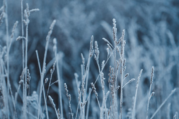 Fototapeta premium Frozen grass