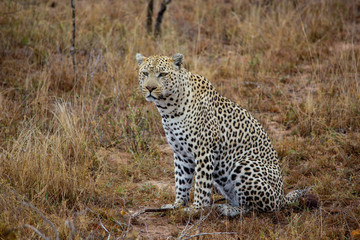 Leopard 