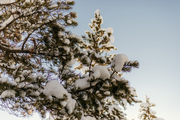 Beautiful Calm and Peaceful Frozen Cold Winter Season Snow in Breckenridge Colorado Landscape Scene of Fir Pine Trees in Outdoor Nature Forest Isolated by Mountains Landscape Background 