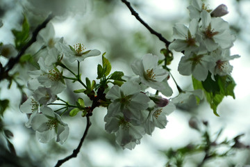 Cherry Blossom In Spring Season, Japan