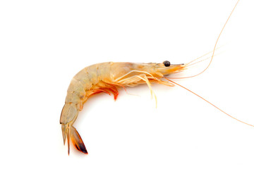 Fresh prawns in a white background