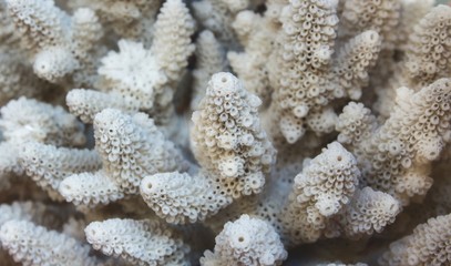 Naklejka na ściany i meble Close up of white coral reef