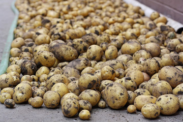 fresh potatoes 