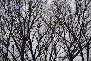 Obraz premium Sakura Tree
