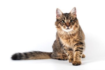 Pretty cat mixed breed on white background