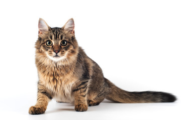 Pretty cat mixed breed on white background