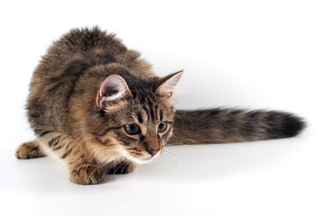 Pretty cat mixed breed on white background